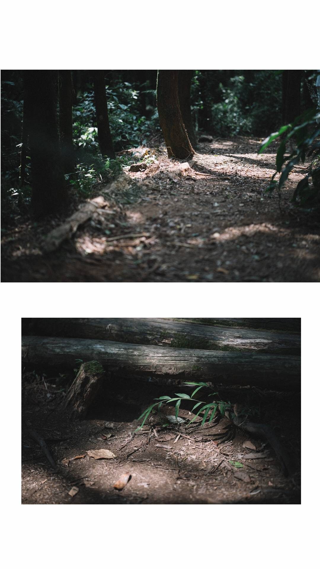 自助婚紗,婚攝,婚紗,陽明山,prewedding