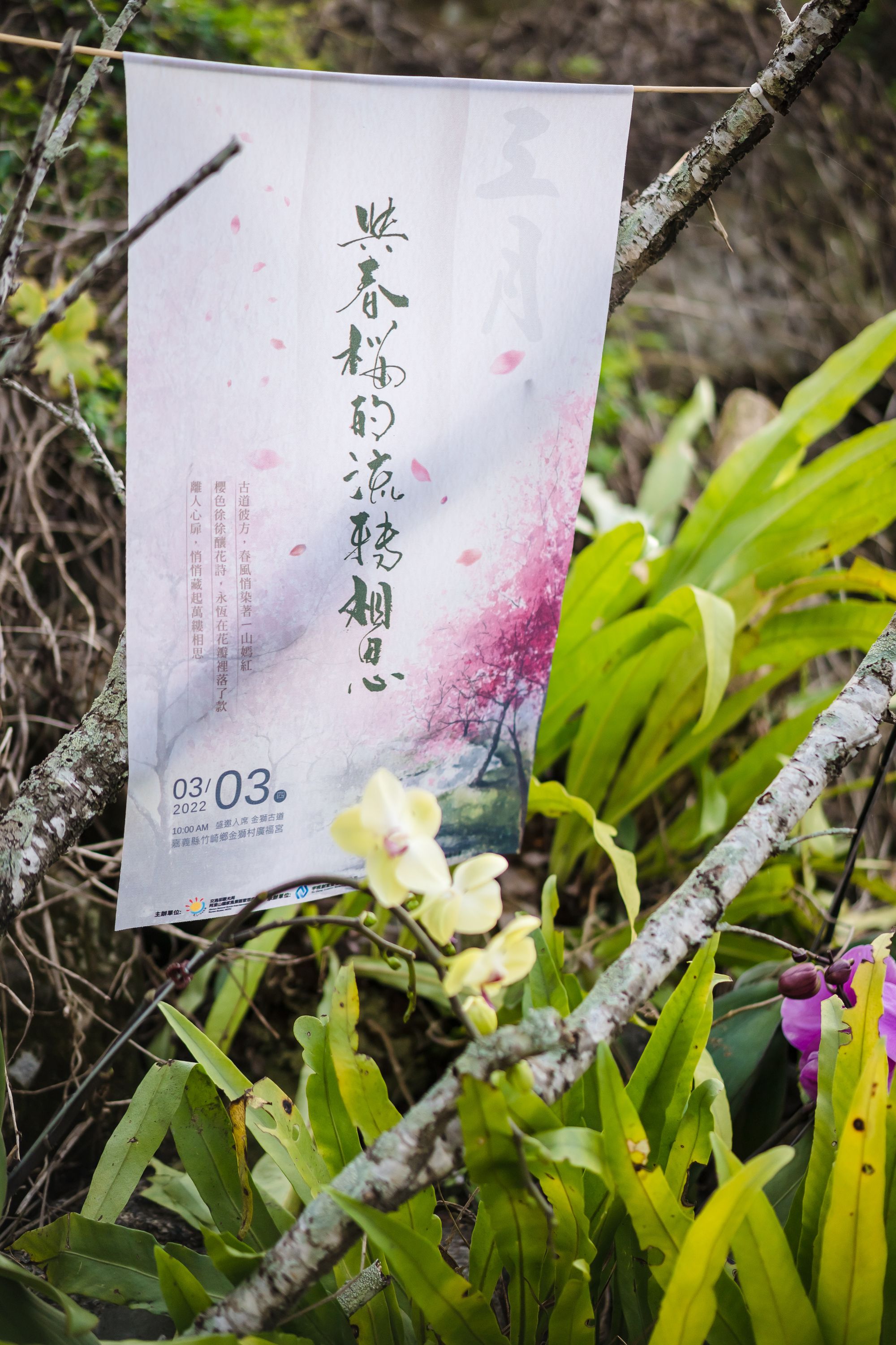 活動攝影 三月，與春櫻的流轉相思-櫻下茶會活動紀錄
