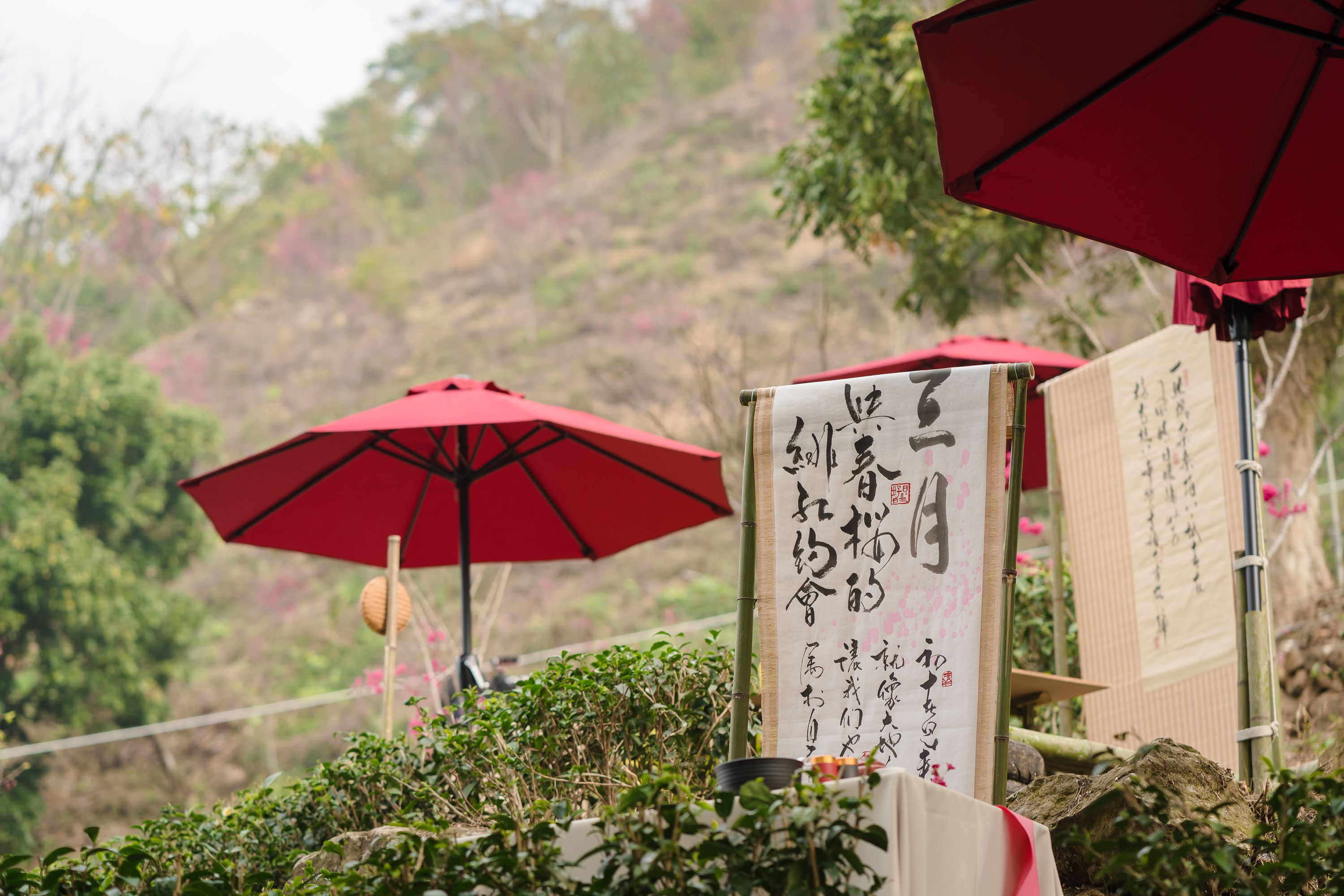 活動攝影 三月，與春櫻的流轉相思-櫻下茶會活動紀錄