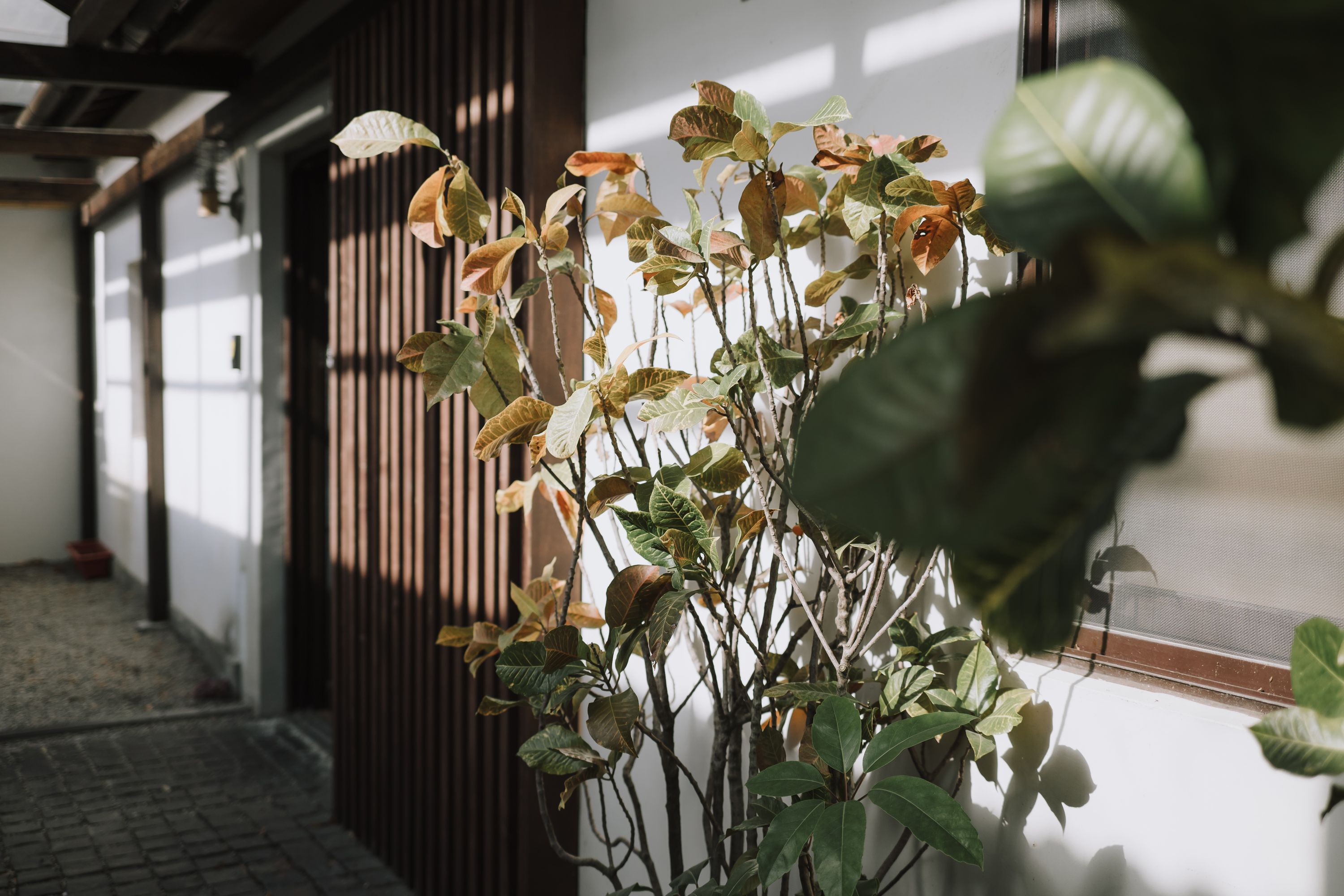 Zeiss Loxia 35mm/f2 & 85mm/f2.4 – 生活在現代城市中的老靈魂