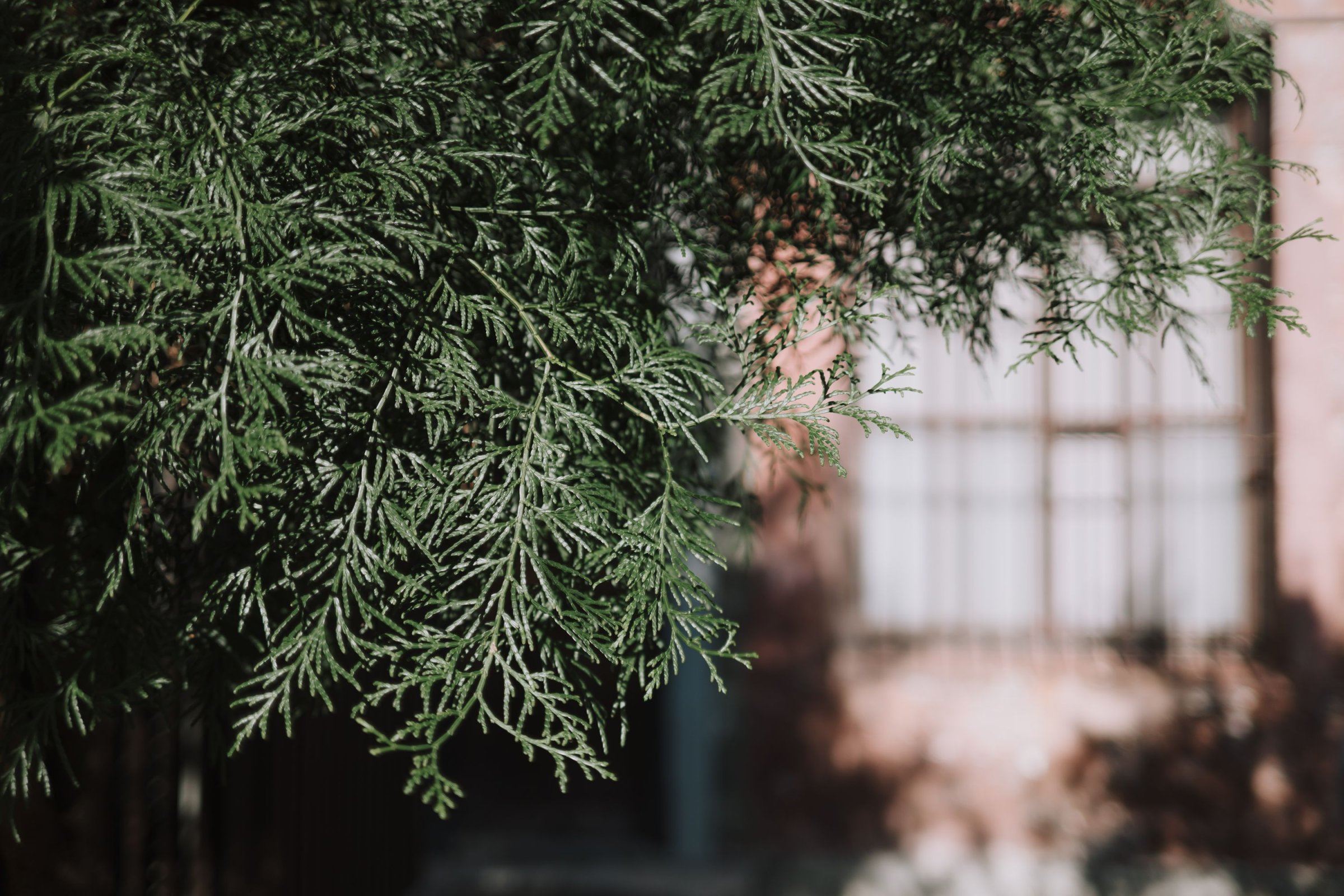 Zeiss Loxia 35mm/f2 & 85mm/f2.4 – 生活在現代城市中的老靈魂