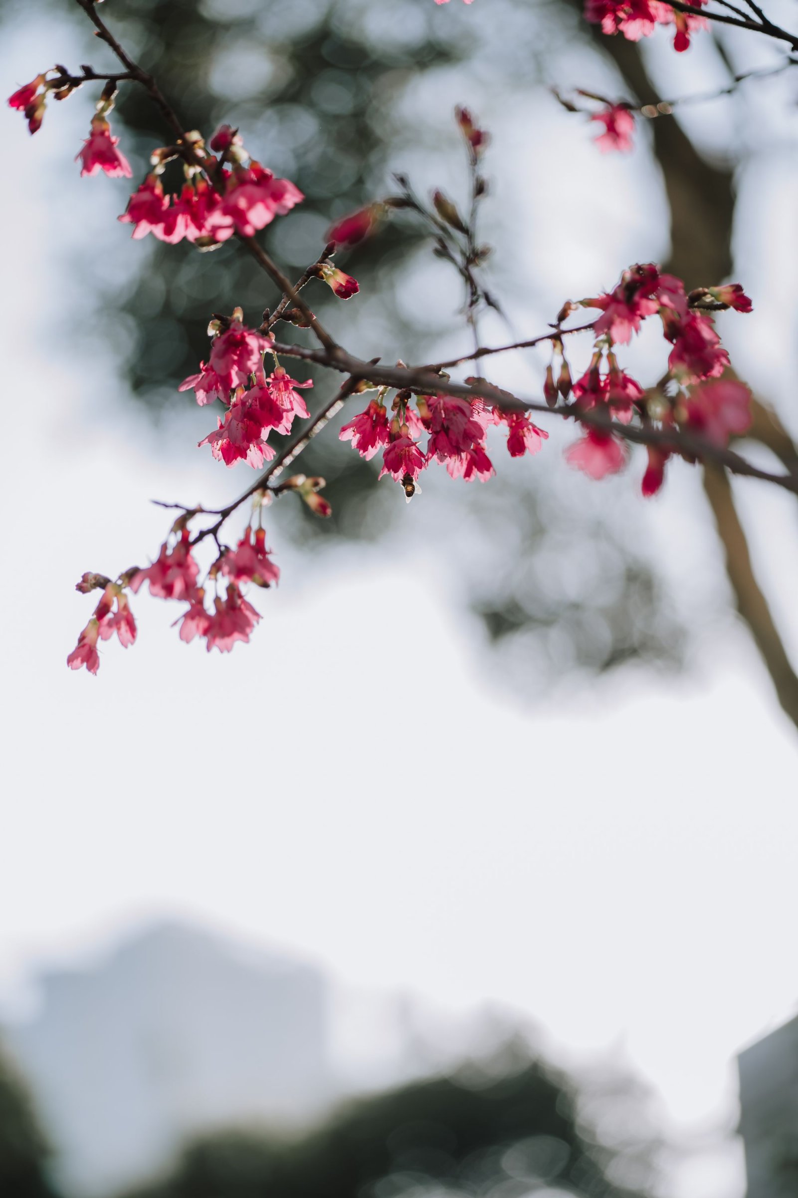 Zeiss Loxia 35mm/f2 & 85mm/f2.4 – 生活在現代城市中的老靈魂