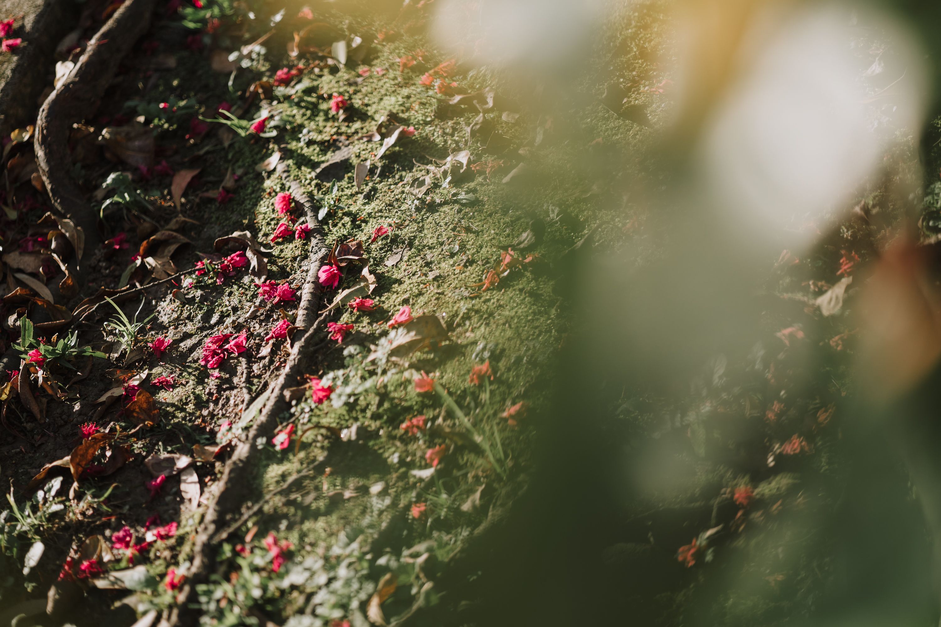 Zeiss Loxia 35mm/f2 & 85mm/f2.4 – 生活在現代城市中的老靈魂